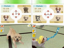 Screenshot på Nintendogs Chihuahua & Friends